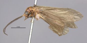 Media type: image;   Entomology 10841 Aspect: habitus lateral view